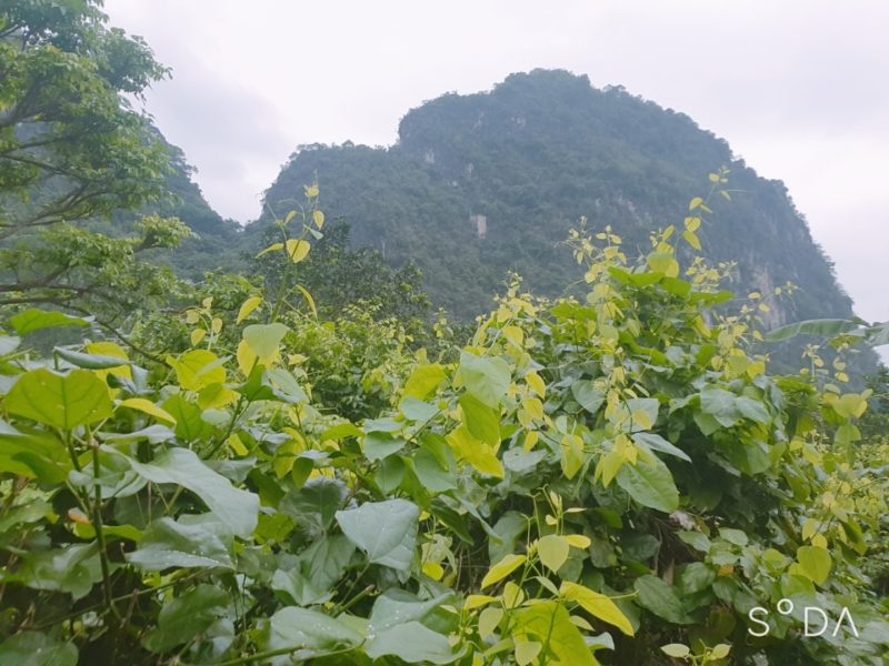 Cây rau Bồ Khai mọc tự nhiên trên núi đá