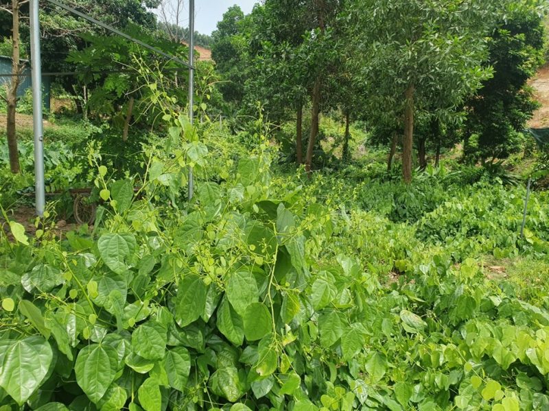 Cây rau Bồ Khai đang được bảo tồn và nhân giống tại dự án Công Ty TNHH MTV Ngọc Quê