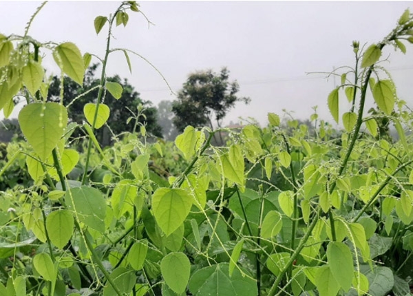 Hình ảnh Rau bồ khai