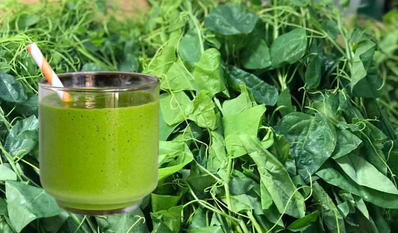 Rau bồ khai không độc nhưng có mùi khó chịu khi ăn không quen