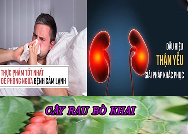 Rau bồ khai tốt cho sức khoẻ