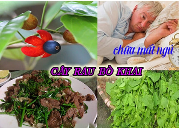 Rau bồ khai rất tốt cho sức khoẻ