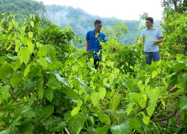 Rau bồ khai có nhiều công dụng cho sức khoẻ người dùng
